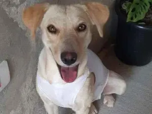 Cachorro raça SRD-ViraLata idade 7 a 11 meses nome MEL