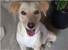 Cachorro raça SRD-ViraLata idade 7 a 11 meses nome MEL