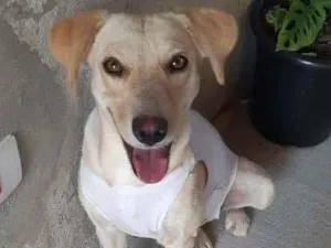 Cachorro raça SRD-ViraLata idade  nome MEL