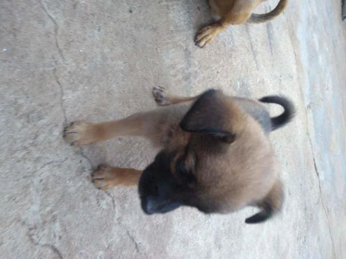 Cachorro raça Indefinida idade Abaixo de 2 meses nome Nao tem 