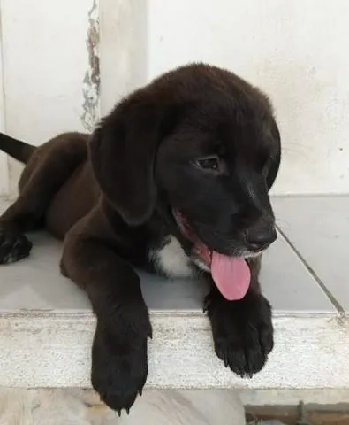 Cachorro ra a srd idade 2 a 6 meses nome Bombom