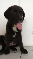 Bombom