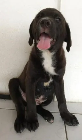 Cachorro ra a srd idade 2 a 6 meses nome Bombom