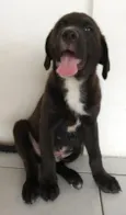 Bombom
