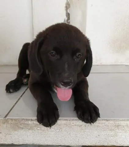 Cachorro ra a srd idade 2 a 6 meses nome Bombom