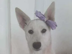 Cachorro raça SRD idade 7 a 11 meses nome Lara