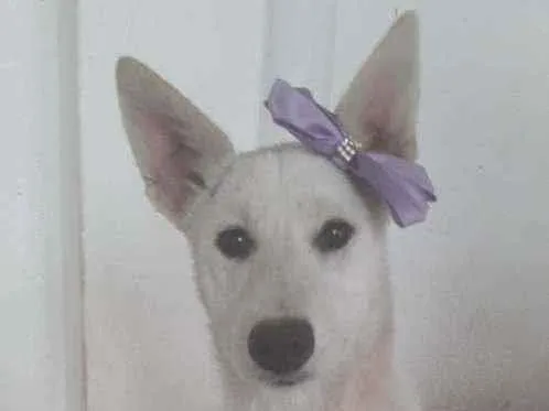 Cachorro ra a SRD idade 7 a 11 meses nome Lara