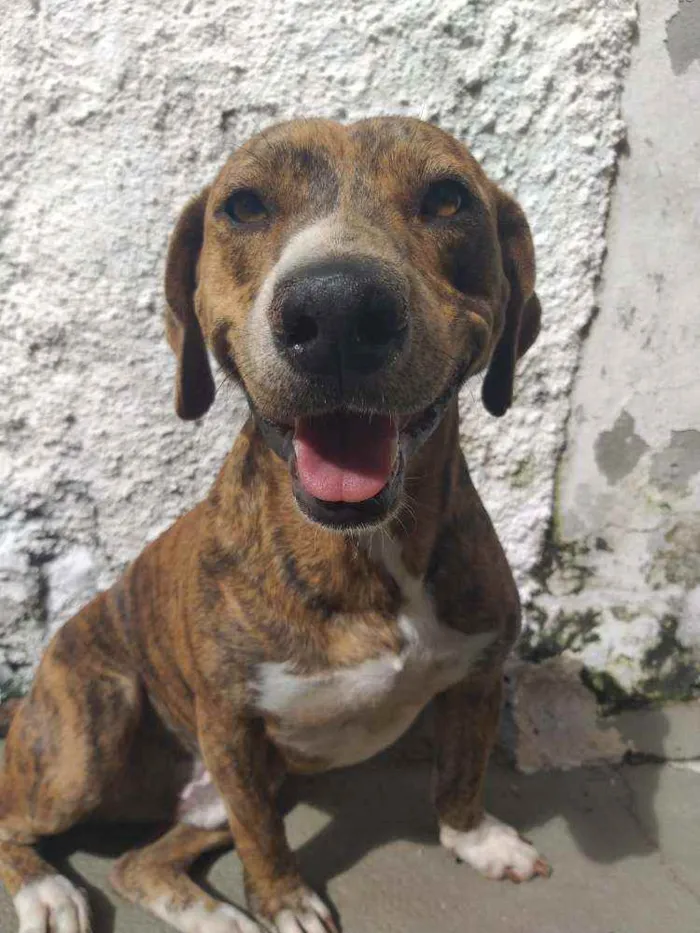 Cachorro ra a SRD  idade 2 anos nome Tigrinho 