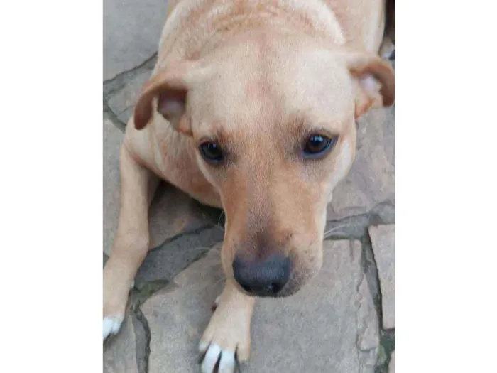 Cachorro ra a SRD idade 2 anos nome Maria flor
