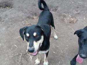 Cachorro raça SRD idade 7 a 11 meses nome Carlinhos