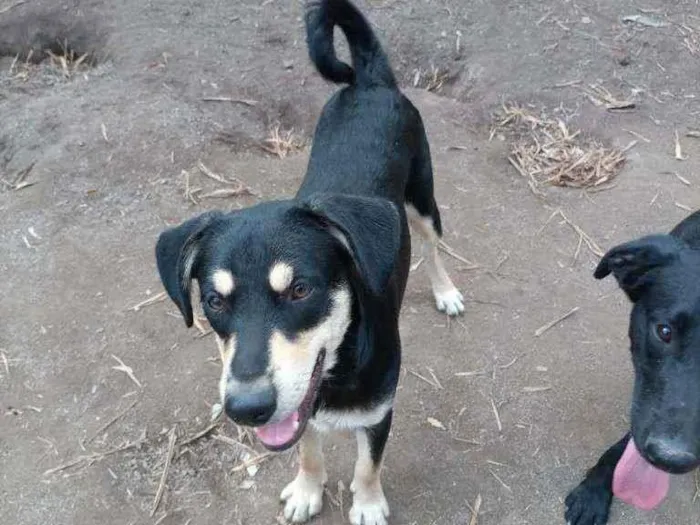 Cachorro ra a SRD idade 7 a 11 meses nome Carlinhos