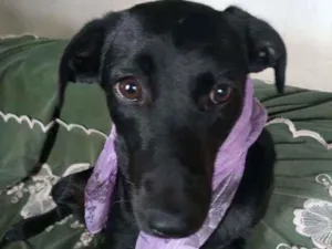 Cachorro raça SRD idade 7 a 11 meses nome Dolly