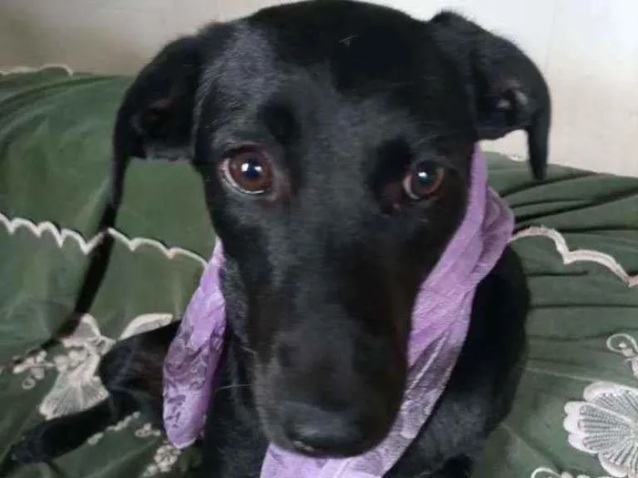 Cachorro ra a SRD idade 7 a 11 meses nome Dolly