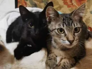 Gato raça SRD-ViraLata idade 2 a 6 meses nome XuXa&Capitu