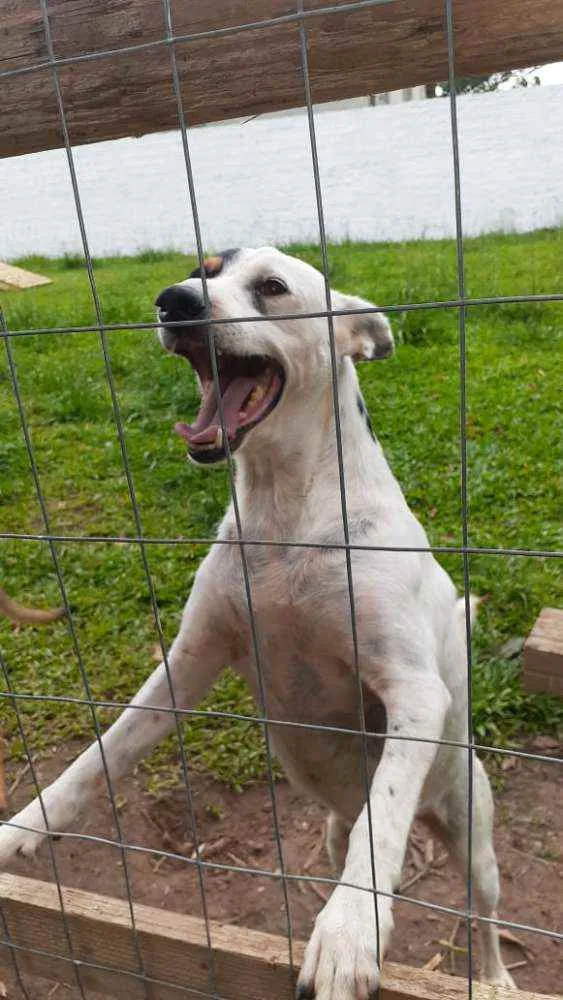 Cachorro ra a SRD  idade 2 anos nome Barth 