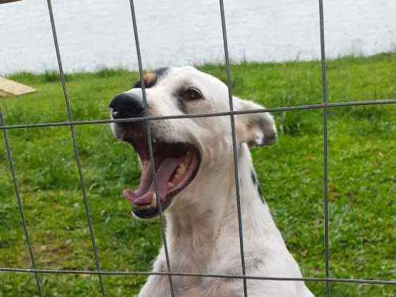 Cachorro ra a SRD  idade 2 anos nome Barth 