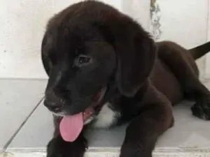 Cachorro raça srd idade 2 a 6 meses nome Bombom