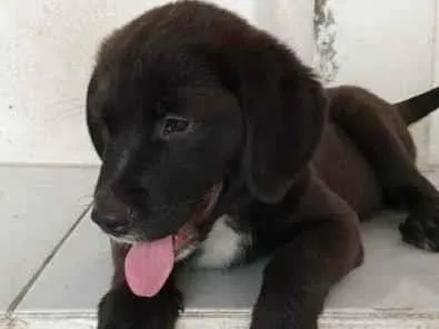Cachorro ra a srd idade 2 a 6 meses nome Bombom