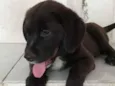 Bombom