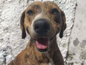 Cachorro raça SRD  idade 2 anos nome Tigrinho 