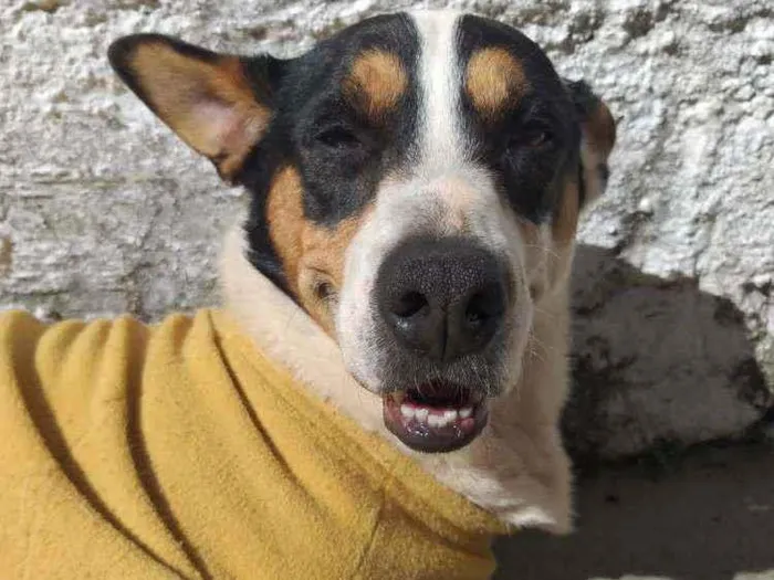 Cachorro ra a SRD  idade 2 anos nome Toby 