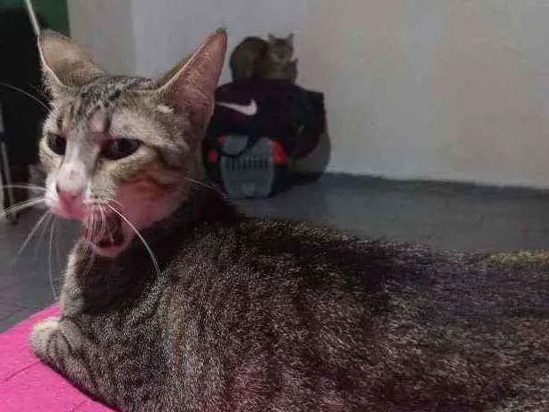 Gato ra a Vira lata idade 2 a 6 meses nome Gaia