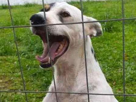 Cachorro ra a SRD  idade 2 anos nome Barth 