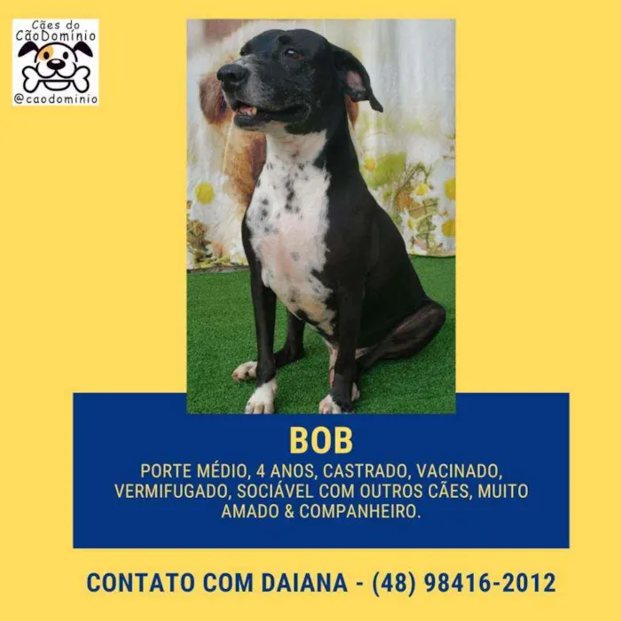 Cachorro ra a SRD  idade 4 anos nome Bob 