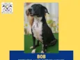 Bob 