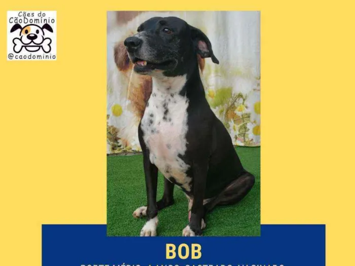 Cachorro ra a SRD  idade 4 anos nome Bob 