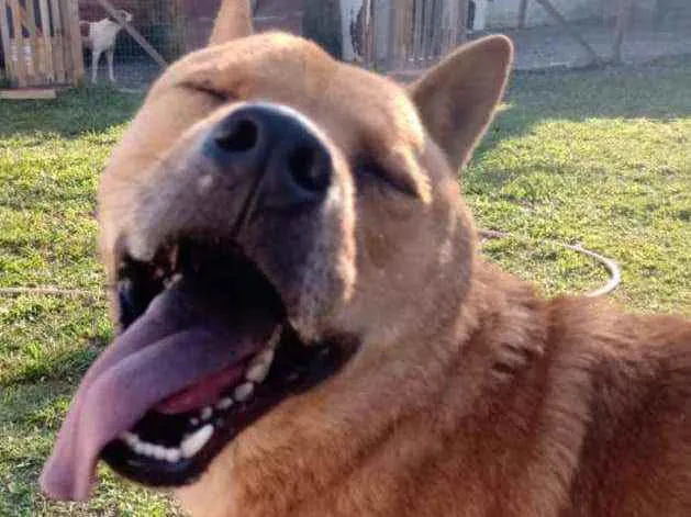 Cachorro ra a Mistura de Chow Chow  idade 3 anos nome Gabriel 