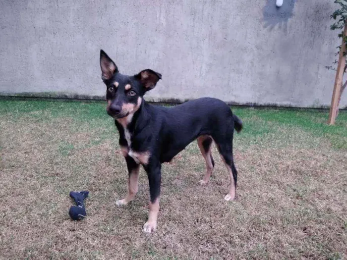 Cachorro ra a Sem raça definida  idade 1 ano nome Pretinha 