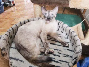 Gato raça Srd  idade 7 a 11 meses nome Carmela