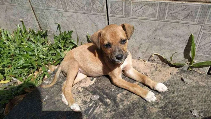 Cachorro ra a Indefinida idade 2 a 6 meses nome Sem nome ainda