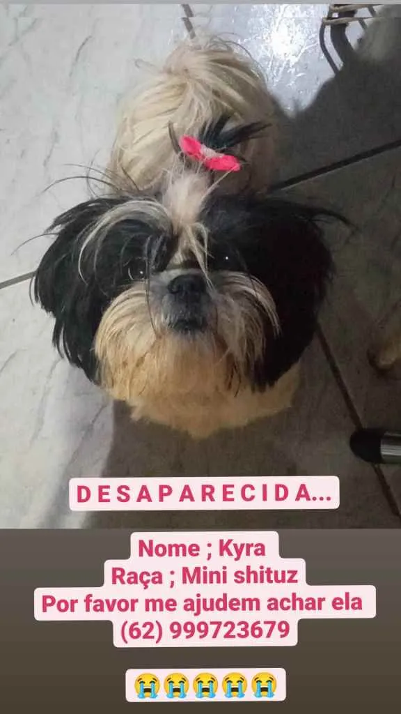 Cachorro ra a Mini shituz idade 2 anos nome Kyra