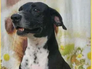 Cachorro raça SRD  idade 4 anos nome Bob 