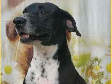 Cachorro ra a SRD  idade 4 anos nome Bob 