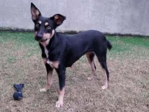 Cachorro raça Sem raça definida  idade 1 ano nome Pretinha 