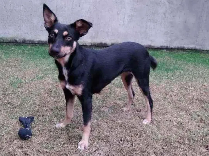 Cachorro ra a Sem raça definida  idade 1 ano nome Pretinha 