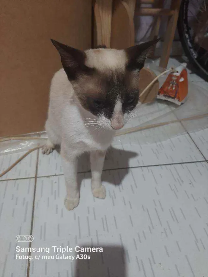 Gato raça Siamês  idade 1 ano nome Malu 