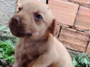 Cachorro raça Viralata idade Abaixo de 2 meses nome Não tem 