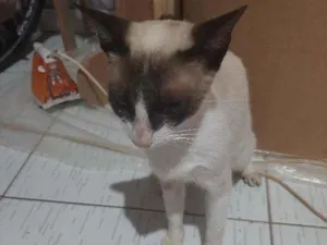 Gato raça Siamês  idade 1 ano nome Malu 