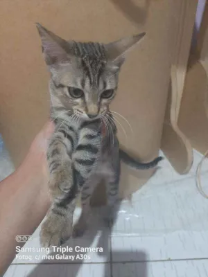 Cachorro raça Siamês  idade 2 a 6 meses nome Mia