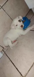 Docinho