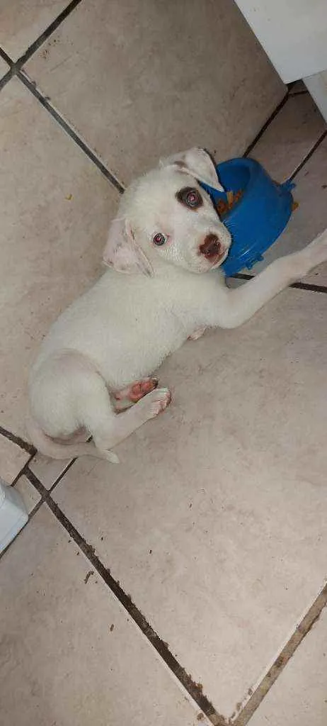 Cachorro raça SRD idade 2 a 6 meses nome Docinho