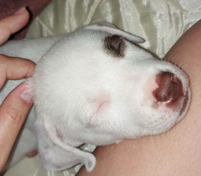 Cachorro raça SRD idade 2 a 6 meses nome Docinho