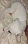 Docinho