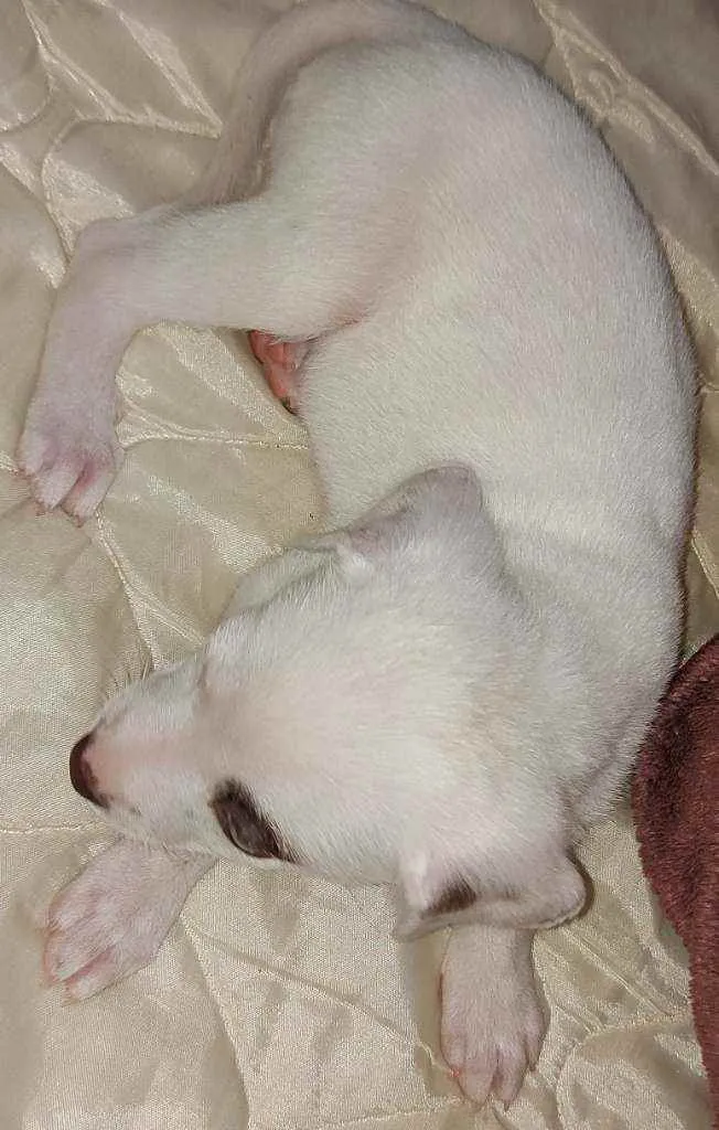 Cachorro raça SRD idade 2 a 6 meses nome Docinho
