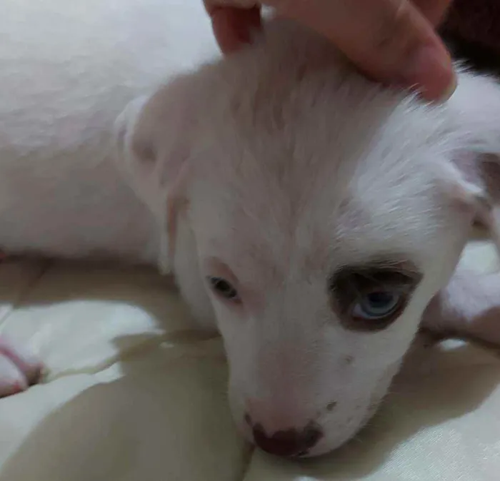 Cachorro raça SRD idade 2 a 6 meses nome Docinho