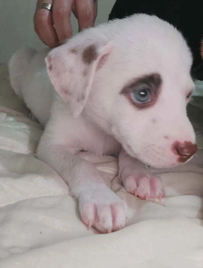 Cachorro raça SRD idade 2 a 6 meses nome Docinho